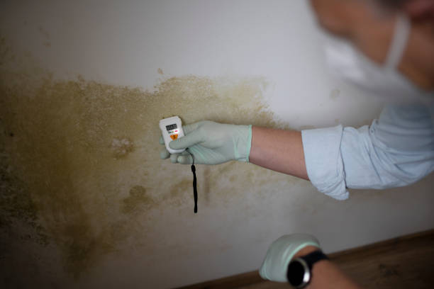 Best Industrial Mold Remediation in Wappingers Falls, NY