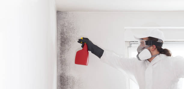 Best Commercial Mold Remediation in Wappingers Falls, NY