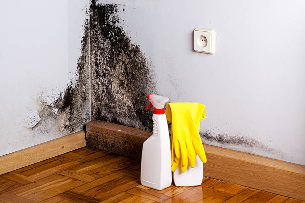 Best White Mold Remediation in Wappingers Falls, NY