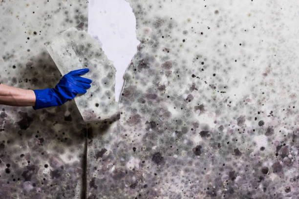 Best Basement Mold Remediation in Wappingers Falls, NY